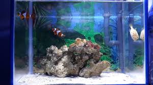 Membahas segala hal tentang ikan hias air tawar, laut, aquarium hingga permasalahan perawatan yang harus dilakukan Aquarium Ikan Hias Laut Mini Youtube