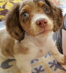 Black And Tan Dapple Longhair Dachshund Chocolate Piebald Long Haired Miniature Dachshund Puppy With A Blue Eye And A Brown Eye Dachshund Puppy Miniature Dachshund Puppy Training Brindle Dachshund