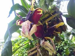 Orchideenblute Im Tropenhaus Des Berggarten Hannover Herrenhausen Aufgenommen Und Gepinnt Vom Immobilienmakler Und Hausver Garten Immobilienmakler Tropenhaus