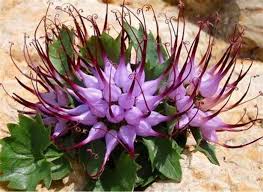 Image result for Harpagophytum procumbens