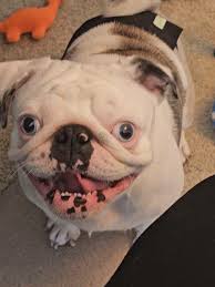 Doug The Bug Dr Waffle