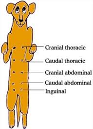 The treatment of mammary glands will almost certainly involve surgery to remove any tumors. Mammary Tumors In Dogs Veterinary Partner Vin
