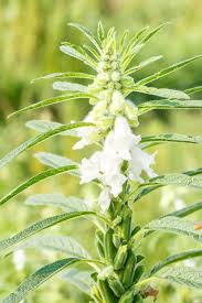 Sesame is a robust plant that can grow in many types of soils. I Just Found Out How Sesame Seeds Grow And I M Currently Marveling At An Everything Bagel