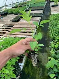 Image result for Syngonanthus welwitschii