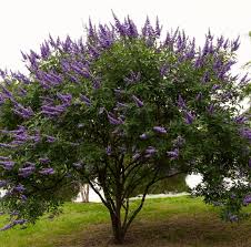 Image result for Vitex franceseana