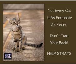 We pulled insurance quotes for a sample dog and sample cat across several companies for a standard pet insurance policy. Stray Or No They Re My Babies Pets Cats Cats And Kittens