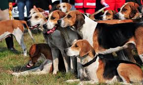 Image result for Harrier dog