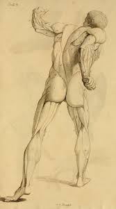 In human anatomy, the mouth is the first portion of the alimentary canal that receives food and produces saliva. Elements Of Anatomy Designed For The Use Of Students In The Fine Arts Sharpe James Birch Free Download Borrow And Streaming Internet Archive Anatomy Sketches Human Anatomy Drawing Anatomy For Artists