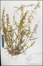 Image result for Dinebra