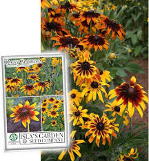 Image result for Rothia hirsuta