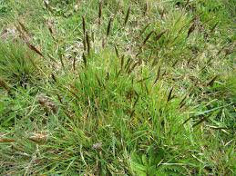 Image result for Anthoxanthum nivale