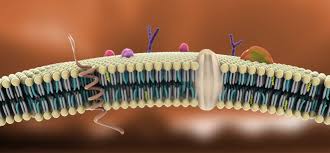 Resultado de imagen para membrana celular