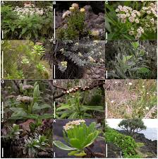 Image result for Senecio milanjianus