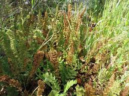 Image result for Mohria