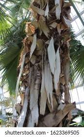 Image result for Sabal domingensis