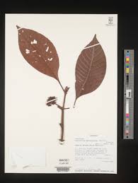 Image result for Psychotria peduncularis