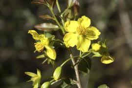 Image result for Ochna confusa