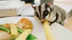Sugar Gliders As Pets Cost To Buy Legalities Dangers And More Info Embora Pets