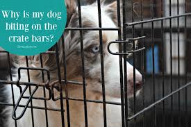 We did not find results for: The Must Know Facts About The Dangers Of Cage Biting 4knines