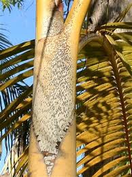 Image result for Dypsis lutescens