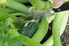 Protect from snails and slugs with yates blitzem. Squash Summer Squash Zucchini