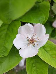 Image result for Cydonia