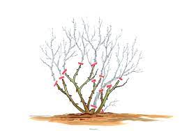 Im frühjahr werden sommerflieder, hortensien, hibiskus, zwergspierenstrauch, bartblume, fingerstrauch und andere geschnitten. Straucher Schneiden Schnittanleitungen Mit Illustrationen