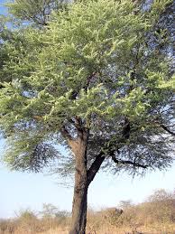 Image result for Acacia hebeclada