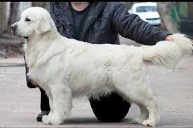 Golden retriever puppies texas summer 2019. Pin On Dogs
