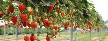 While you can grow in containers, it may shorten the lifespan of the plant. Top 10 Tips For Growing Strawberries Palmers Garden Centre