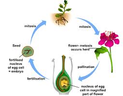 Check spelling or type a new query. Ncert Class 7 Science Twelfth Chapter Reproduction In Plants Exercise Solutions