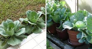 *cara tanam kangkung dalam air bertakung dan pasu ini dikongsikan oleh puan fatimah naamat menerusi facebook. Dekorasi Halaman Rumah Dengan Sawi Dalam Pasu Pesona Pengantin