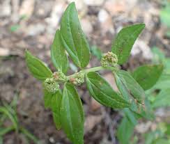 Image result for Euphorbia hirta