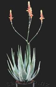 Image result for Aloe cryptopoda