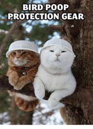 Maybe you would like to learn more about one of these? Funny Fat Cat Memes Clean GaleriÑ˜a Slika