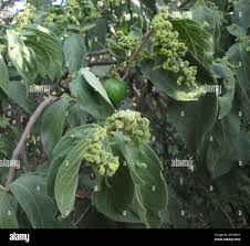 Image result for Vangueria infausta