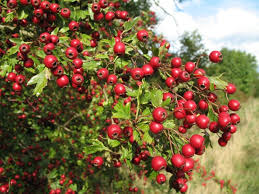 I'm excited to get my husband on a heart healthy regimen. Hawthorn Berries Teawea Teas