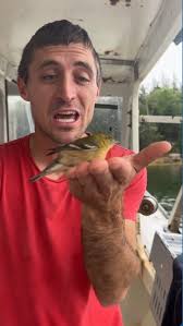 Lobsterman Sees Birds Falling from Sky