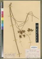 Image result for Pycreus permutatus