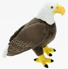 Hij is te herkennen aan zijn witte kop en gele snavel.wie dit dier gezien heeft, kan bellen op het nummer 0472760193 of 0479547383. Pluche Bruin Witte Amerikaanse Zeearend Vogel Knuffel 35 Cm Amerikaanse Roofvogel Bol Com
