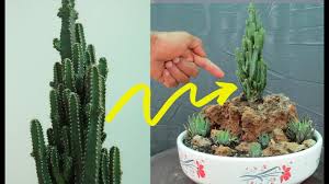 Water this cactus like a typical succulent. Fairy Castle Cactus Plant Succulent Cactus Live Plant 2 Pot Annual Biennials Flowers Plants Wandegar Home Garden