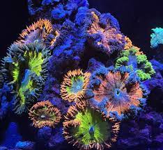 Rock Flower Anemone requirements | REEF2REEF Saltwater and Reef Aquarium  Forum