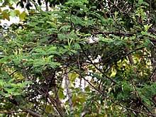 Maybe you would like to learn more about one of these? Klampis Wikipedia Bahasa Indonesia Ensiklopedia Bebas
