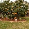 This organization aims to reclaim the urban orchard and protect fruit trees in the city as a valuable community resource. 1