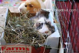 7.1 hay feeder rack food dispenser, guarantees clean and dry hay, alfalfa and other grasses. Hay Rack Alternatives Once Upon A Wheek