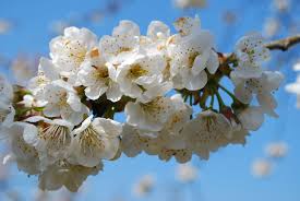 The heritage fruit tree company is helping to save our fruit tree heritage. National Fruit Collection Fruit Forum