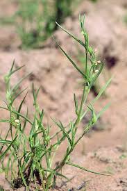 Image result for Commelina capitata