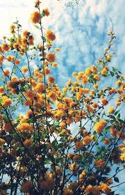 Maybe you would like to learn more about one of these? Yellow Flowers And Blue Skies Hipster Flower Aesthetic Beautiful Flowers Plants
