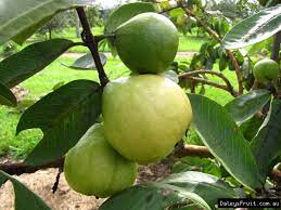 Each fruit can carry 1 to 4 seeds, and fruit must be fully ripened before using, as it contains latex until the ripened point. Buy Guava Mexican Cream Tree Psidium Guajava