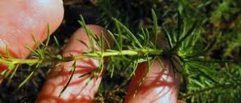 Image result for Selago cecilae